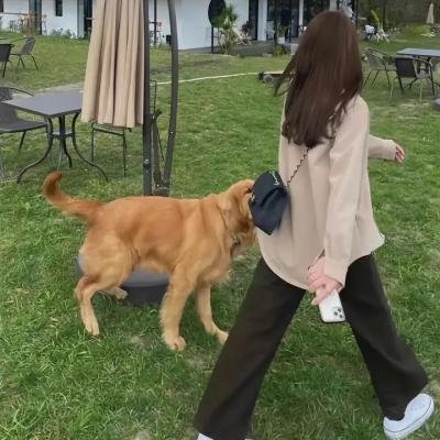 比弗利拜金狗